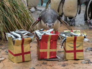 Supporting image for story: A year of new arrivals for keepers at West Midland Safari Park