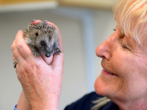 Supporting image for story: Heatwave leaves dehydrated Shropshire hedgehogs fighting for their lives