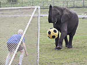 Supporting image for story: Elephant shines with football skills