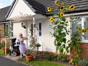 Supporting image for story: Sunflowers bloom in memory of Jane's beloved Westie
