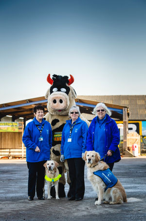 Crumpet the Cow with Carol Trigg – guide dog user and official speaker for charity, with Flora the dog; Pat Williams, Guide Dogs Chair Person for Burntwood, Cannock and Lichfield and Madeline West – Guide Dogs volunteer puppy walker, with CJ the dog
