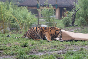 Image shows a tiger cub exploring the inside of a cardboard box at West Midlands Safari Park.