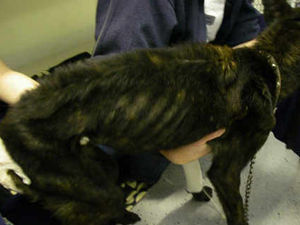 Supporting image for story: Family given 10-year ban on keeping pets