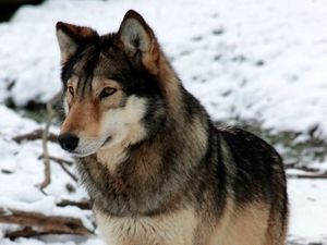 Supporting image for story: Peter Rhodes on another flood, a gift for the taxman and how today's novelty becomes tomorrow's pest