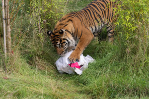  Dad Nakal's 'gender reveal' present