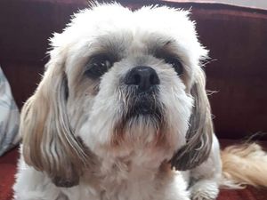 Supporting image for story: Couple’s pet dog rescued after getting washed down the River Severn in Bridgnorth
