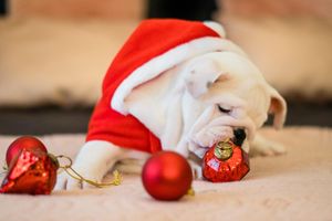 Seven Christmas foods dangerous to dogs