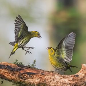 Two birds can be seen getting into a flap after an angry blackcap karate kicked a greenfinch in the beak