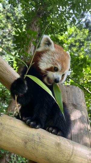 Ember the red panda has topped the list of most adopted animals at Dudley Zoo for the second year running