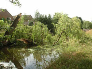 Supporting image for story: Chaos on canal as 30ft tree snaps off