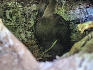 Supporting image for story: Zoo’s hamerkop chick joins parents on branch after fledging