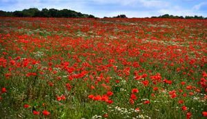 Poppies in fields off Park Gate Road, Kidderminster are looking magnificent.