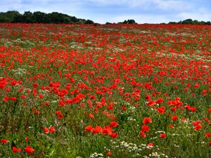 Poppies in fields off Park Gate Road, Kidderminster are looking magnificent.