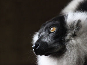 Supporting image for story: Students in focus for Dudley Zoo competition 