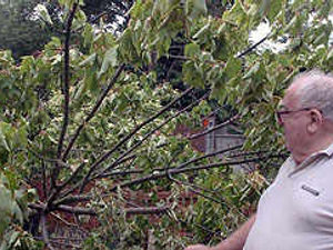 Supporting image for story: OAP's garden hit as 40ft tree falls
