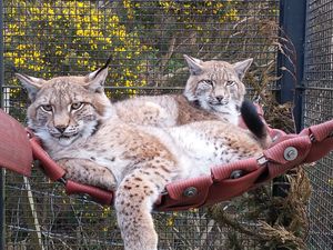 Two lynx lying on a hammock