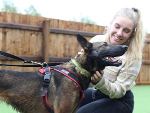 Supporting image for story: Christmas single released to raise funds for dogs home with centre near Wolverhampton