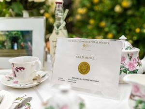 Supporting image for story: Gold medal for David Austin Roses at RHS Chelsea Flower Show