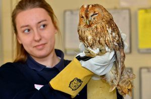 Katie Barrett, from Church Stretton, with a tawny owl that was probably hit by a car