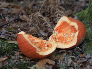 Supporting image for story: 'Don't leave pumpkins for wildlife' warning amid plea for responsible disposal after Halloween