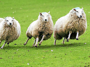 Supporting image for story: Letter: Our sheep farmers should be paid a fair price for their efforts