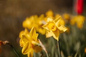 Residents, businesses and schools are being encouraged to take part in Market Drayton's in bloom competition.