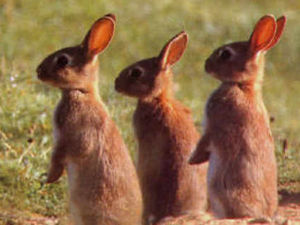 Supporting image for story: Welshpool could gas thousands of nuisance rabbits