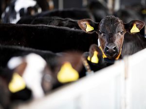 Supporting image for story: Aberdeen-Angus can offer dual premium to dairy farmers