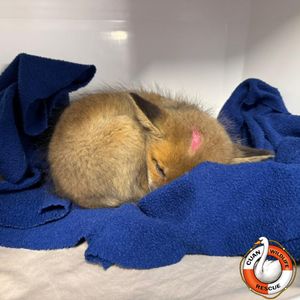 A fox cub brought into Cuan