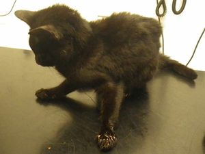 Supporting image for story: 'The sight of the cat collapsed behind the door still haunts me': Couple left kitten covered in filth after 'weeks of suffering'