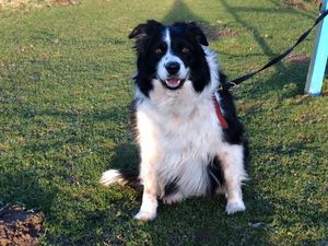 Supporting image for story: Dog walkers needed for Polly