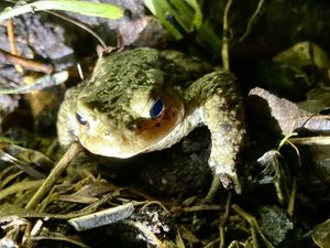 Supporting image for story: Roads to be closed overnight to help toads cross to breeding grounds