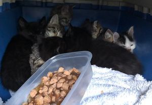 They were safely taken to the RSPCA