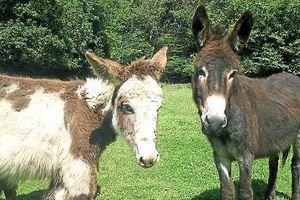 Supporting image for story: Shropshire donkey rescue fund in need of kick-start