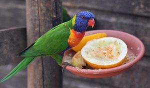 Rainbow lorikeet at the Wild Zoo