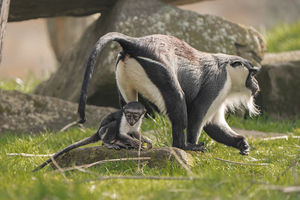 Masaya, a 15-year-old Roloway monkey and her baby daughter Lagertha.  