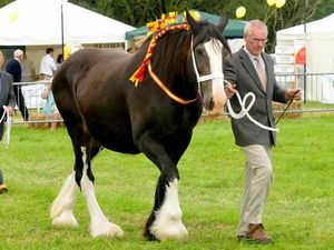 Supporting image for story: Minsterley Show - in pictures