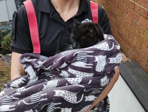 Supporting image for story: Beloved cat freed by firefighters in two-hour rescue mission after getting wedged between two walls