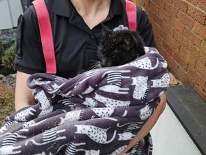 Supporting image for story: Beloved cat freed by firefighters in two-hour rescue mission after getting wedged between two walls
