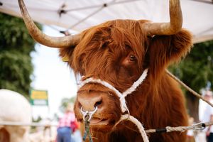 Animal displays returned along with the show