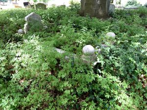 Supporting image for story: Fury at overgrown cemetery as husband claims: 'I couldn't find my wife's grave'
