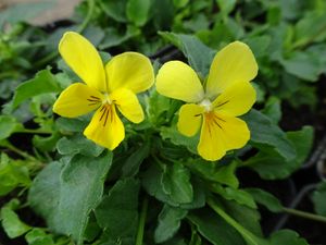 Mountain Pansy flowers. A.G.Shaw