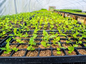 Supporting image for story: Nature targets will be missed without more support for tree growing, experts say