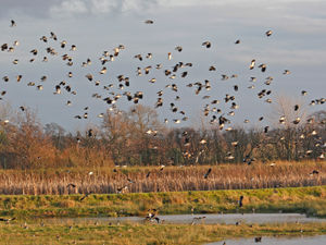 Supporting image for story: Pet product firm pays more than £60,000 to charity over regulations breach