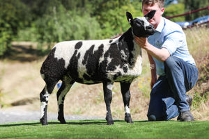 At 5000gns was the best of the ewe lambs, Boyo Icandy, a daughter of the stock ram, Fireball King. 
