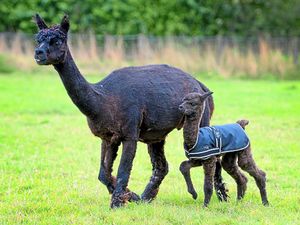 Supporting image for story: Everything’s come up Rosie on this Shropshire farm