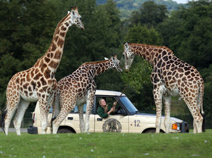 Supporting image for story: Fancy working at West Midland Safari Park? Sign up for its job fair