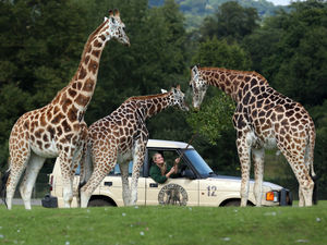 Supporting image for story: Fancy working at West Midland Safari Park? Sign up for its job fair