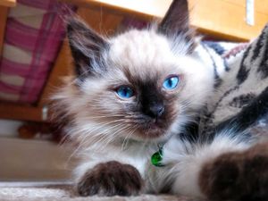 Supporting image for story: Andy Richardson: A tale of two kitties, and the boyfriend who is everywhere