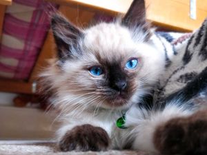 Supporting image for story: Andy Richardson: A tale of two kitties, and the boyfriend who is everywhere